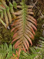 Blechnum novae-zelandiae. Young sterile frond tinged red, bearing stalked pinnae with auricled bases.
 Image: L.R. Perrie © Leon Perrie CC BY-NC 3.0 NZ